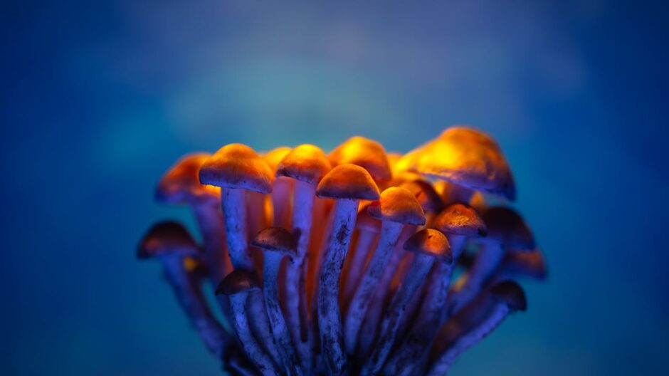 The Psychedelic SEO Playbook That Doesn't Pretend Google Plays Fair